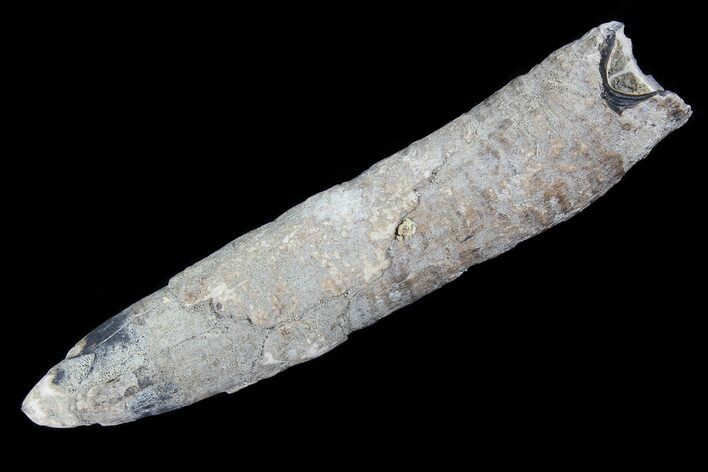 Fossil Pygmy Sperm Whale (Kogiopsis) Tooth #78245